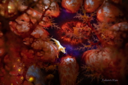 Emperor shrimp on sea apple by Julian Hsu 
